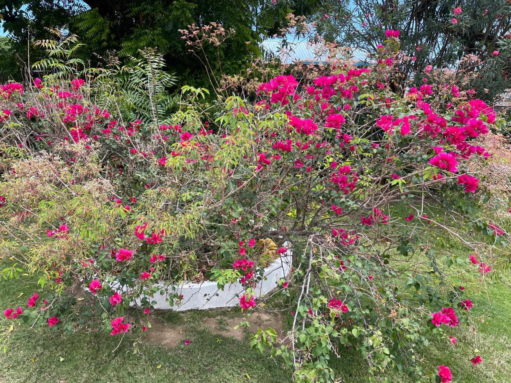 Little Shaw Park Guest House オーチョ・リオス エクステリア 写真